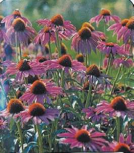 ECHINACEA ZKOLIST